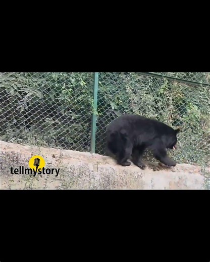 Himalayan Black Bear Pair From Kashmir Arrives At Chennai's Vandalur Zoo In Animal Exchange Program
