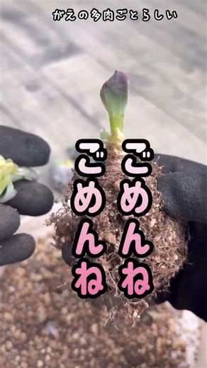 わけが分からない増え方してる多肉植物バラしてみます