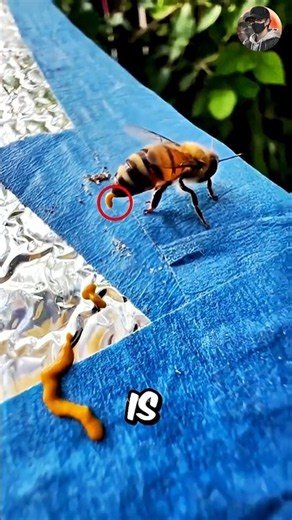 How Bees REALLY Make Honey! 🐝✨