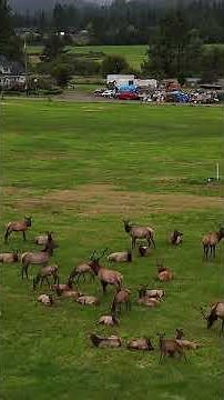 Watch These Wild Elk Up Close!