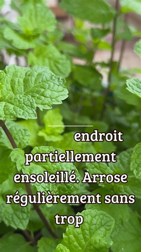 Comment planter la menthe verte | Françoise, Saveurs et Savoir-faire