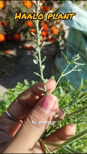 Haalo plant🌾🌿#medicineplant#gardening#youtubeshorts#shorts#viral#2026#ytshorts#organic#shortvideo#fy