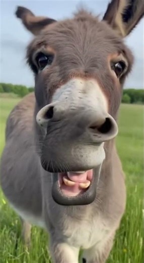 Parfaits!! Everybody likes parfaits! #parfait #donkey #shrek #viralshorts