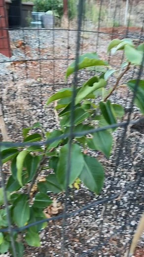 Very first Asian pear 🥹 my grandparents had a tree when I was growing up & I always loved getting to go pick my own delicious little snacks! 😋 #growyourownfood #fruittree #gardening | Gardenofhope