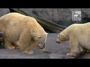 Cincinnati Zoo introduces newest polar bear to possible mate