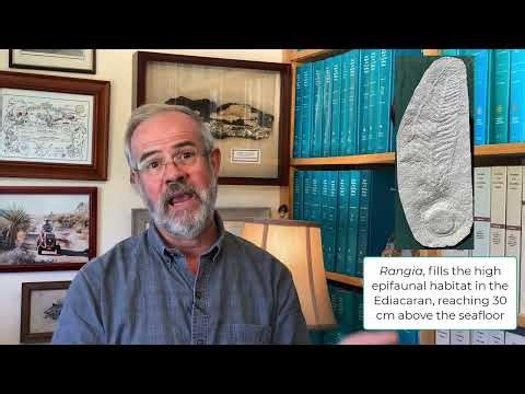 V29 A Seafloor Forest