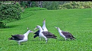 6.5K views · 362 reactions | What does the breeding season look like...