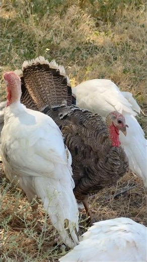 The 10-Turkey Parade (Wait for the ending!) 🦃