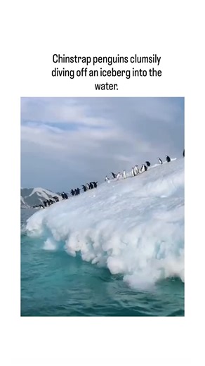 👁️ | - The post showcases a 14-second video of Chinstrap penguins awkwardly belly-flopping off an Antarctic iceberg into clear waters,... | Instagram