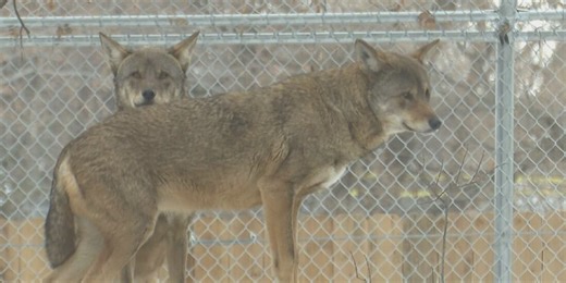 Renovated red wolf habitat opens at the Great Plains Zoo