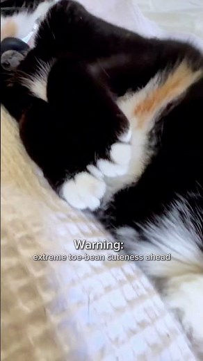 Extreme Toe-Bean Cuteness! Penelope’s Sleepy Cat Moment 🐾✨