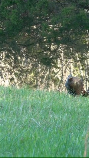 FOXPRO Game Calls on TikTok