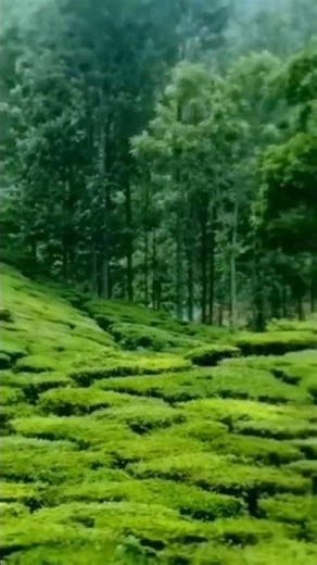 Manjur estate Ooty| Beautiful place| Ilayaraja |Spb