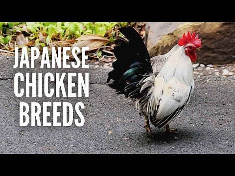 Japanese Chicken Breeds: Everything You Need to Know