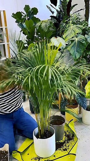 That’s how carefully we repot each plant which you order from our shop 💚 | Houseplants Journal