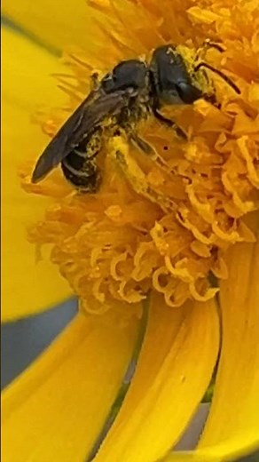 Florida native sweat bee (Halictus family)