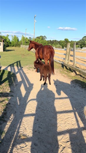 Amy's Birthday Surprise: Miniature Donkey Arrives!