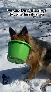 Never panic. Dont make this situation worse by freaking out. Imagine if you were in an accident and the paramedics who come to help you was freaking out and panicking?? How traumatic would that be? No matter how bad your situation is, they remain calm and show no anxiety. And to explain how this happened, I don’t 100% know but I saw them both licking out the pail and then I look over and see this 😆 The most important thing with things like this no matter how little they can be, is how they reco