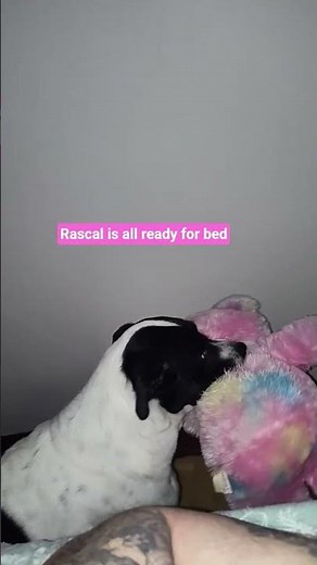 blue heeler mix is all ready for bed 🩷#blueheeler #dogs #bedtime #fyp