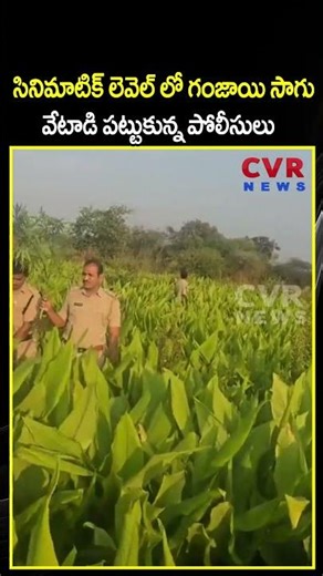 సినిమాటిక్ లెవెల్ లో గంజాయి సాగు వేటాడి పట్టుకున్న పోలీసులు | Cultivation of cannabis | CVR NEWS