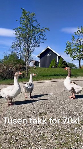 Mia & Markus | Lillerud Farm on TikTok