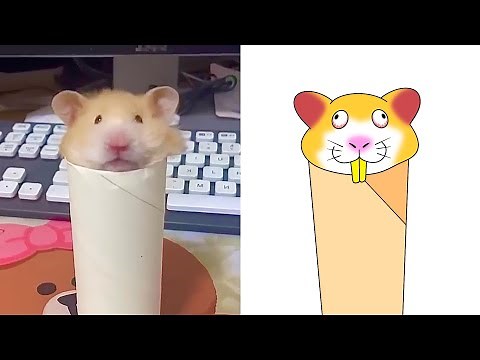 Funny Hamster Memes Compilation 2 - Funny Animals