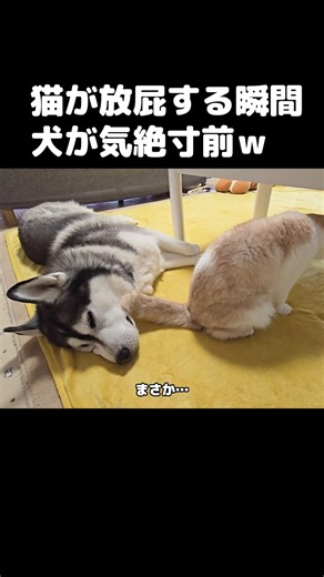 The moment a cat farts, the dog is on the verge of passing out... #PR #Levoit #Kitten
