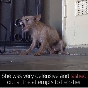 1.6M views · 5.4K shares | Abandoned dog makes incredible transformation  | The Independent | Facebook