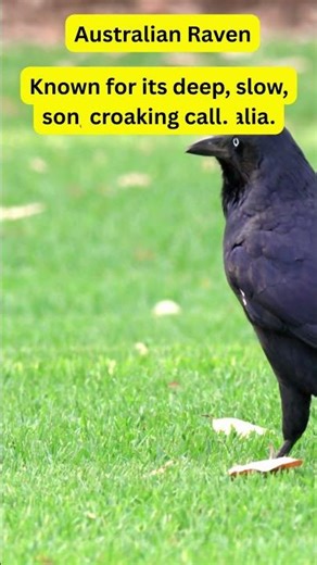 Birds of Australia – Australian Raven