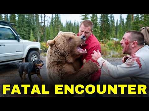 The Most Brutal Bear Attacks of 2024 That Shocked The World