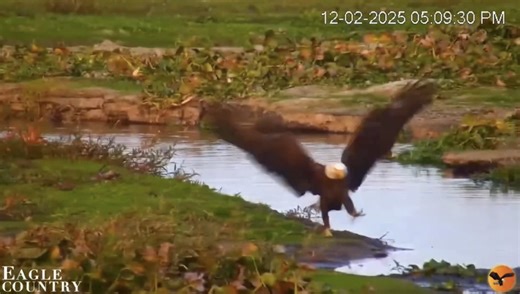 🎶 Put on your Irish clogs and join one of Skye’s suitors for a river dance jig! We are grateful to our skilled cam-ops and media friends who capture the moments for us, this video is thanks to our friend Nina. 💰 Support Eagle Country: https://www.paypal.com/donate/?hosted_button_id=PPUUL7KHD56AN 📺 Eagle Country YouTube: https://www.youtube.com/@EagleCountry 📘 Eagle Country Facebook: https://www.facebook.com/eaglecountryofficial/ 📸 Eagle Country Instagram: https://www.instagram.com/eaglecoun