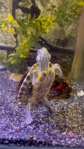 Our turtle can eat fish ?😳| red ear slider is danger ?⚠️