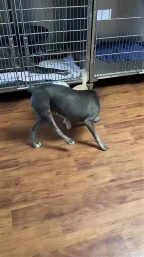 Tipsy’s Brave Journey | Surgery Day & A Fresh Start Yesterday, Tipsy made some new friends at the vet, wagging her way into hearts like she always does. Today is a big day — she’s heading into surgery for her leg amputation. It’s not an easy step, but it’s the right one, and Tipsy is facing it with so much strength and sweetness. She’s a tough little soul with the kindest heart, and she deserves comfort, healing, and a brand-new chapter filled with pain-free zoomies and happiness. Please keep Ti