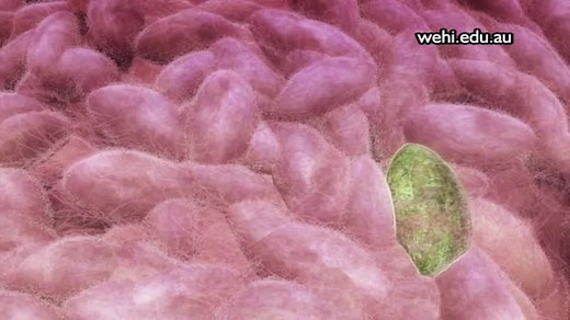 【生物小短片】高中生物 细胞凋亡Apoptosis