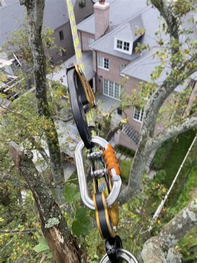 Expert Tree Service for Tulip Poplar Trees in DC