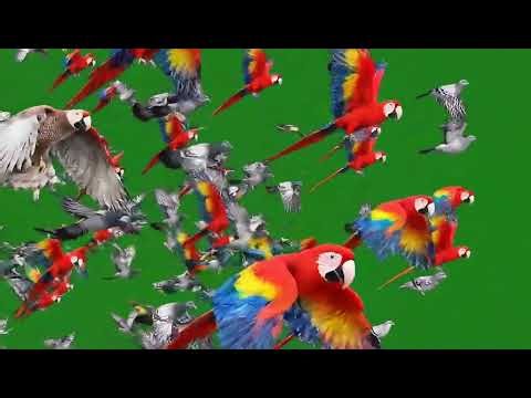 Cinematic Birds Flying Green Screen Effect: Realistic VFX Overlay for Video Projects
