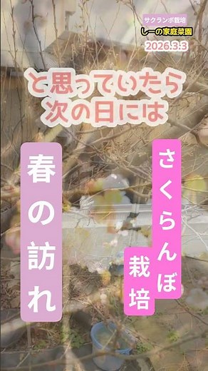 地植えの暖地桜桃が半分開花🌸一気に春が来た《しーの家庭菜園＊さくらんぼ栽培》