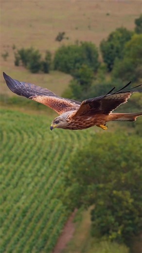 27K views · 801 reactions | ✨ Ever wondered how I capture those breathtaking wildlife close-ups? 礪 Let me take you behind the scenes! In this video. Watch as technology meets patience to deliver mesmerizing shots of nature’s most incredible moments.  Join me on this aerial journey and discover the art of wildlife photography from above!  #DronePhotography #WildlifeSecrets #AerialAdventure #NaturePhotography #BreathtakingViews | The Drone Guy Uk | Facebook