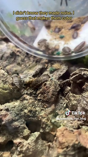 Superando mi fobia a las cucarachas con dubias