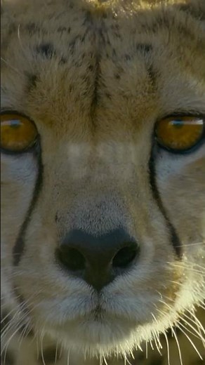 An expert hunter, this cheetah knew exactly how to catch her prey. #CheetahsUpClose