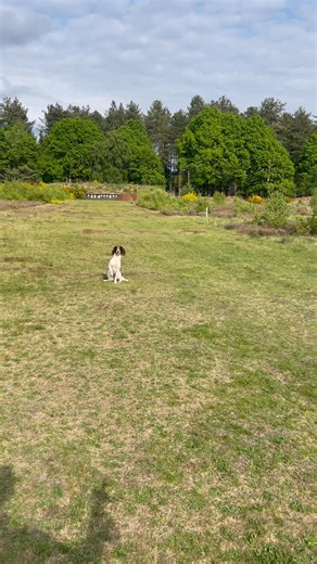 9.9K views · 136 reactions | Here we have Finn at 9 months of age, 3 months after we rehomed him with virtually no training in place. From untrained Pet Gundog to steady and Working Gundog. We’re happy to demonstrate our techniques, our dogs and our client results. Foundation to Field, join us and Make the Grade. | Volucris | Facebook