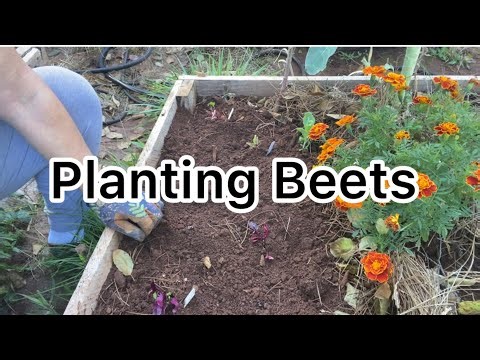 Planting Fall Beets