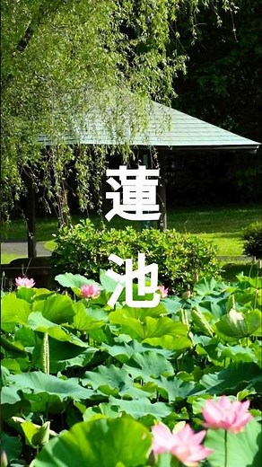蓮の花開花／夏 水戸市偕楽園