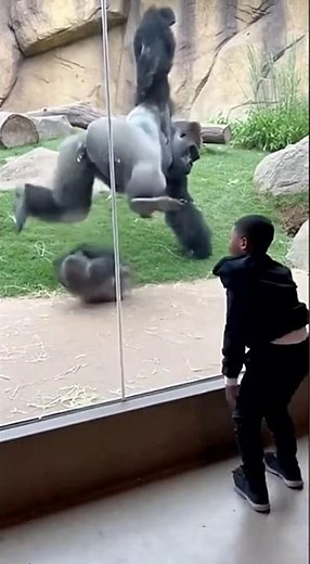 Boy Nails a PERFECT Backflip… and the Gorilla Copies Him HILARIOUSLY 😱🦍🔥