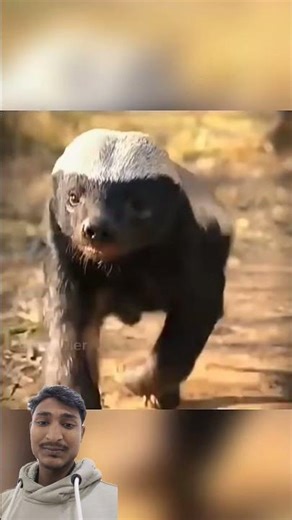 Honeywell armour #facts #animals