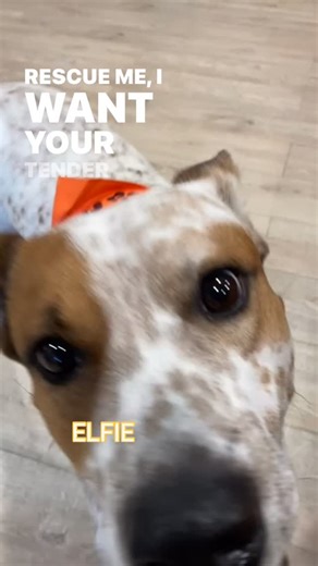 Paws Fur Recovery Dog Rescue on Instagram: "New year, new beginnings, and second chances 🐾✨ Rescuing dogs and giving them the fresh start they deserve is the best way to welcome the year ahead. Learn more about us and meet our amazing pups waiting for their forever homes at 👉 https://pawsfurrecovery.org/ #adoptdontshop #pawsfurrecovery #rescuedog"