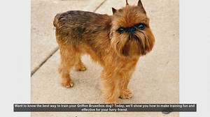 Effective Training Tips for Your Griffon Bruxellois