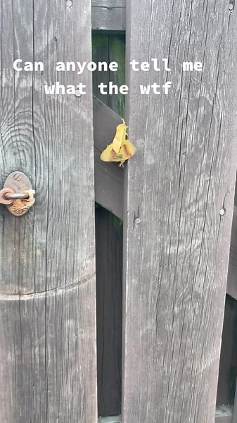 Insect Reproduction: Moths and Wasps Mating Behavior Revealed