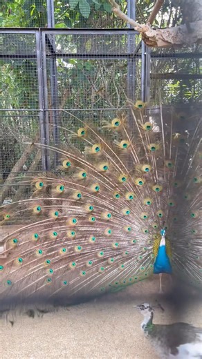 Beautiful Nature : Animals | Beautiful Creatures | Peacock | Birds