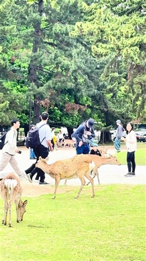 鹿と観光客でにぎわう奈良公園